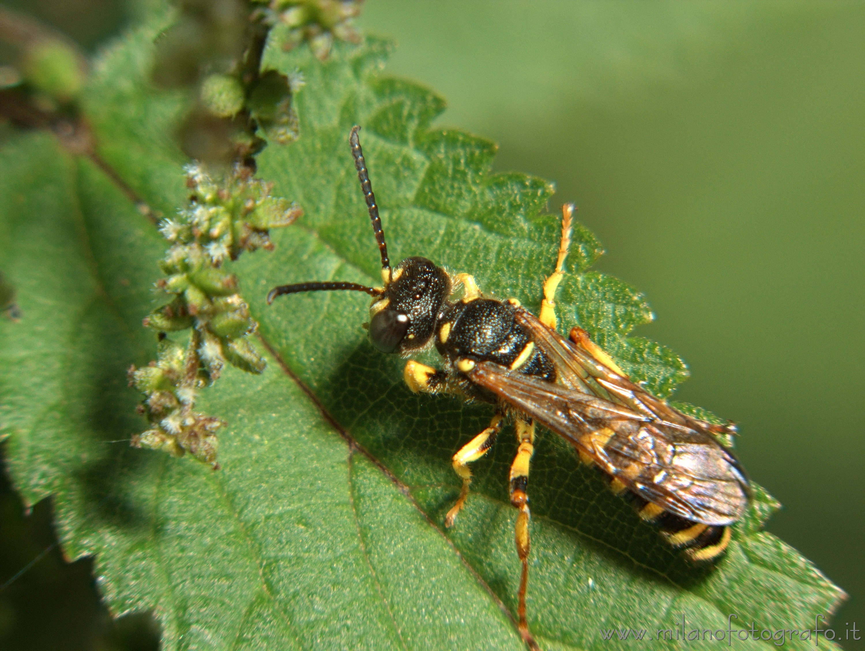 Rosazza (Biella) - Cerceris arenaria